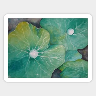 In Rosemary's Garden - Nasturtium Leaf with Dew Drops Sticker